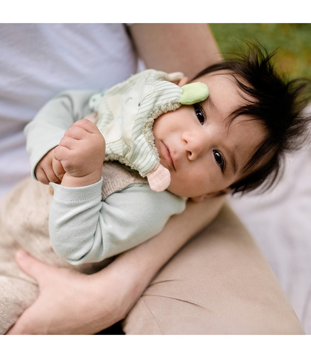 Greifling Knister-Seestern Meereskinder