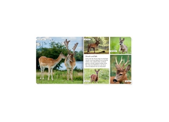 Pappbilderbuch Meine liebsten Tiere im Wald