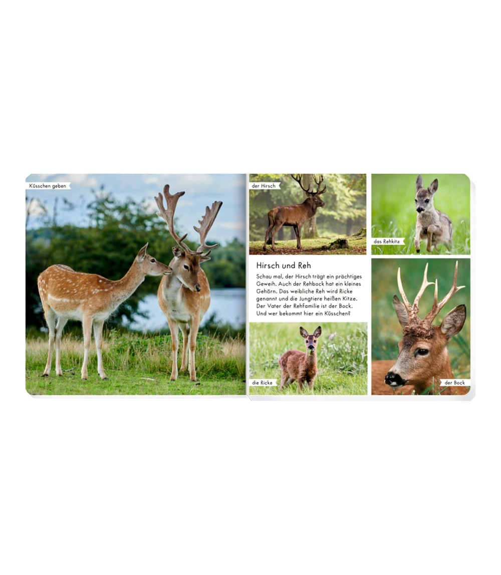 Pappbilderbuch Meine liebsten Tiere im Wald