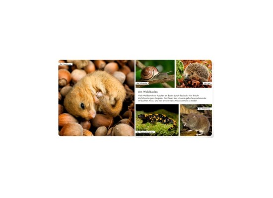 Pappbilderbuch Meine liebsten Tiere im Wald