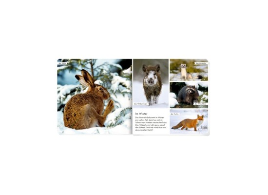 Pappbilderbuch Meine liebsten Tiere im Wald