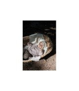 2er-Pack Supreme Schnuller Silikon, 0-6M