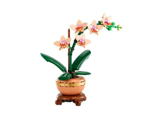 10343 Mini-Orchidee