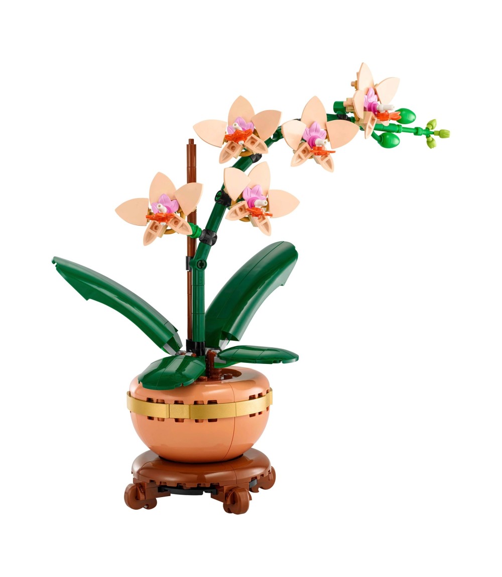 10343 Mini-Orchidee