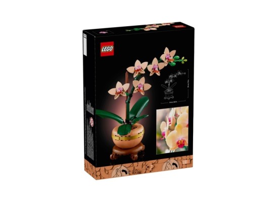 10343 Mini-Orchidee